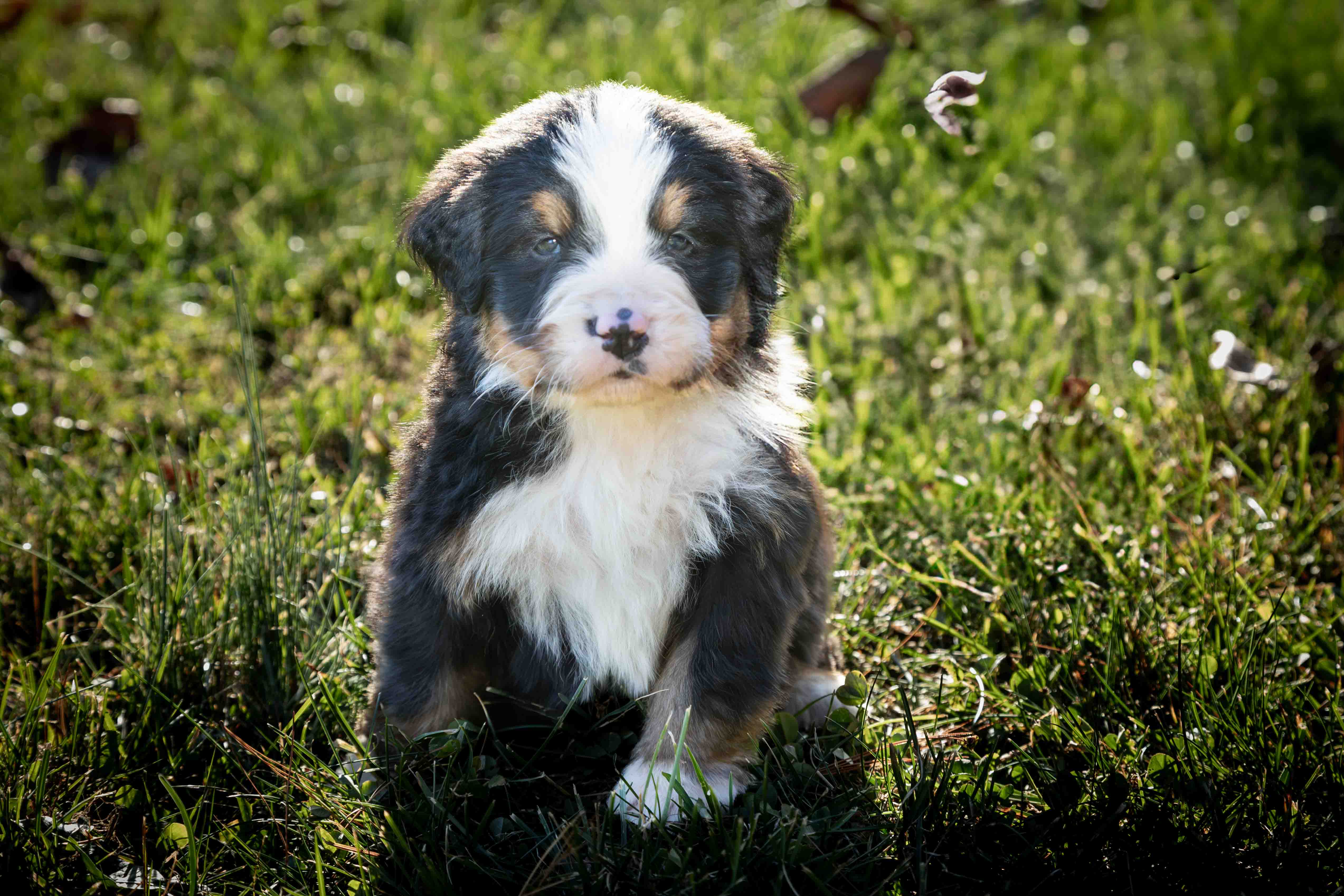 puppy, for, sale, Bernese Mountain Dog, Emanuel  Glick, dog, breeder, Bird-In-Hand, PA, dog-breeder, puppy-for-sale, forsale, nearby, find, puppyfind, locator, puppylocator, aca